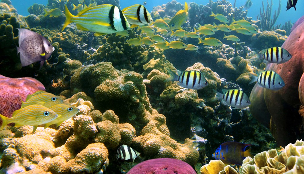 Coral-Fish