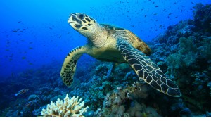 Purchase Scuba Gear and Scuba Equipment at Elite Divers